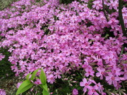 芝桜のサムネール画像